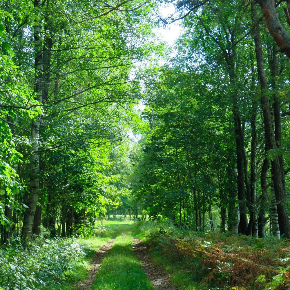 Ambience Spray - A Walk in the Woods