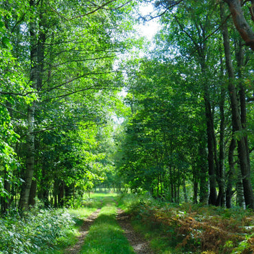 Ambience Spray - A Walk in the Woods