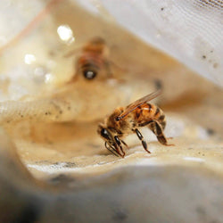 Honey - Mulling Spice Infused
