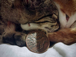 Pet the Cat / Flip Again Copper Decision Maker Coin